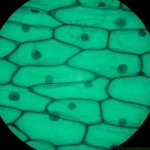onion epidermis views , 8 Pictures Of Plant Cells Under A Microscope In Cell Category