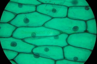 onion epidermis views in Cell