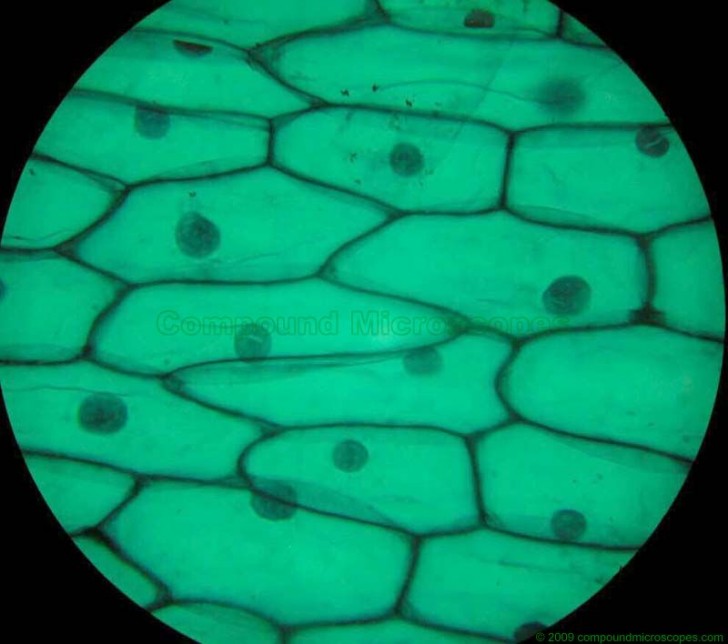 Cell , 8 Pictures Of Plant Cells Under A Microscope : Onion Epidermis Views