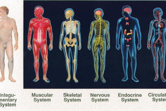 organ systems in Skeleton