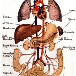 organ systems and functions , 6 Pictures Of Organ Systems In Organ Category