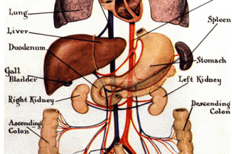 Organ Systems And Functions , 6 Pictures Of Organ Systems In Organ Category