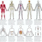 organ systems of the human body , 6 Pictures Of Organ Systems In Organ Category