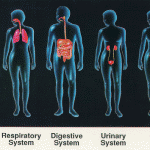 organ systems overview , 6 Pictures Of Organ Systems In Organ Category
