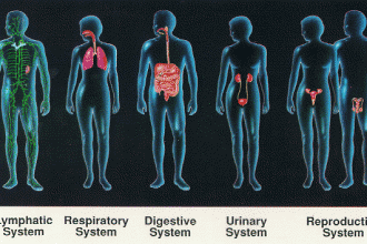 organ systems overview in Skeleton