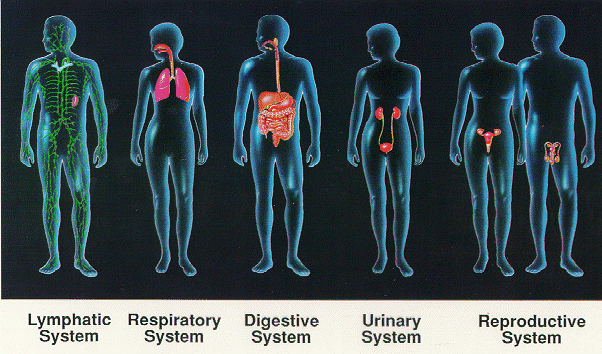 Organ , 6 Pictures Of Organ Systems : Organ Systems Overview