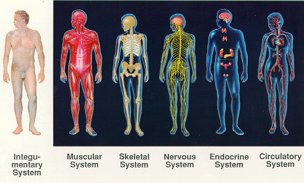 Organ , 6 Pictures Of Organ Systems : Organ Systems