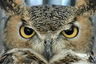 Owl Face , 6 Owl Interesting Facts In Birds Category