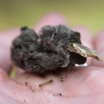 owl pellet picture , 6 Pictures Of Owl Pellet In Birds Category