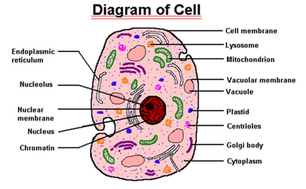parts of cell