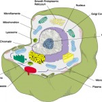 parts of cell labels , 5 Parts Of Cell Pictures In Cell Category