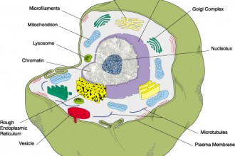 parts of cell labels in Plants