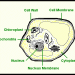 parts of cell worksheet , 5 Parts Of Cell Pictures In Cell Category