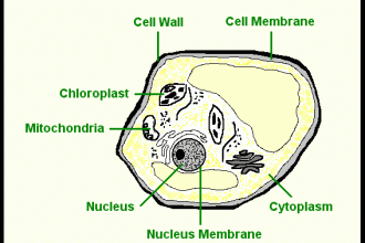 Parts Of Cell Worksheet , 5 Parts Of Cell Pictures In Cell Category