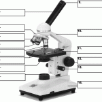 parts of the microscope quiz , 5 Parts Of The Microscope Quiz In Cell Category