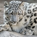 pictures of snow leopards cubs , 7 Pics Of Snow Leopards In Mammalia Category