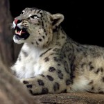 pictures of snow leopards in the wild , 7 Pics Of Snow Leopards In Mammalia Category