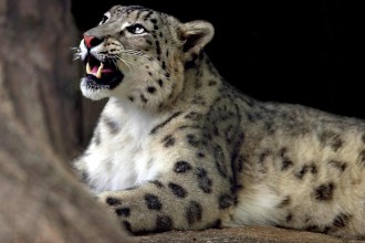 Pictures Of Snow Leopards In The Wild , 7 Pics Of Snow Leopards In Mammalia Category