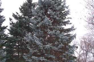 pine tree in Plants