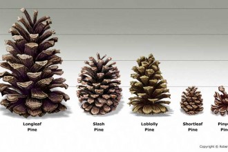 Plants , 4 Pine Tree Identification Key : pine tree identification name