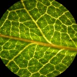 plant cell microscope images , 8 Pictures Of Plant Cells Under A Microscope In Cell Category