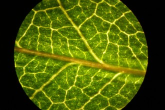 Plant Cell Microscope Images , 8 Pictures Of Plant Cells Under A Microscope In Cell Category