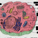 plant cell model lesson plan , 4 Plant Cell Lesson Plans In Cell Category