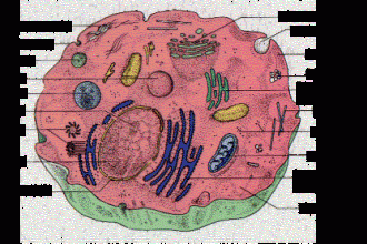 Plant Cell Model Lesson Plan , 4 Plant Cell Lesson Plans In Cell Category