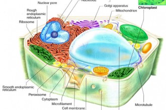 Plant Cell Structure Lesson Plan , 4 Plant Cell Lesson Plans In Cell Category