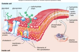 Plasma Membrane Cell Function Pic 1 , 9 Pictures Of Plasma Membrane Cell Function In Cell Category
