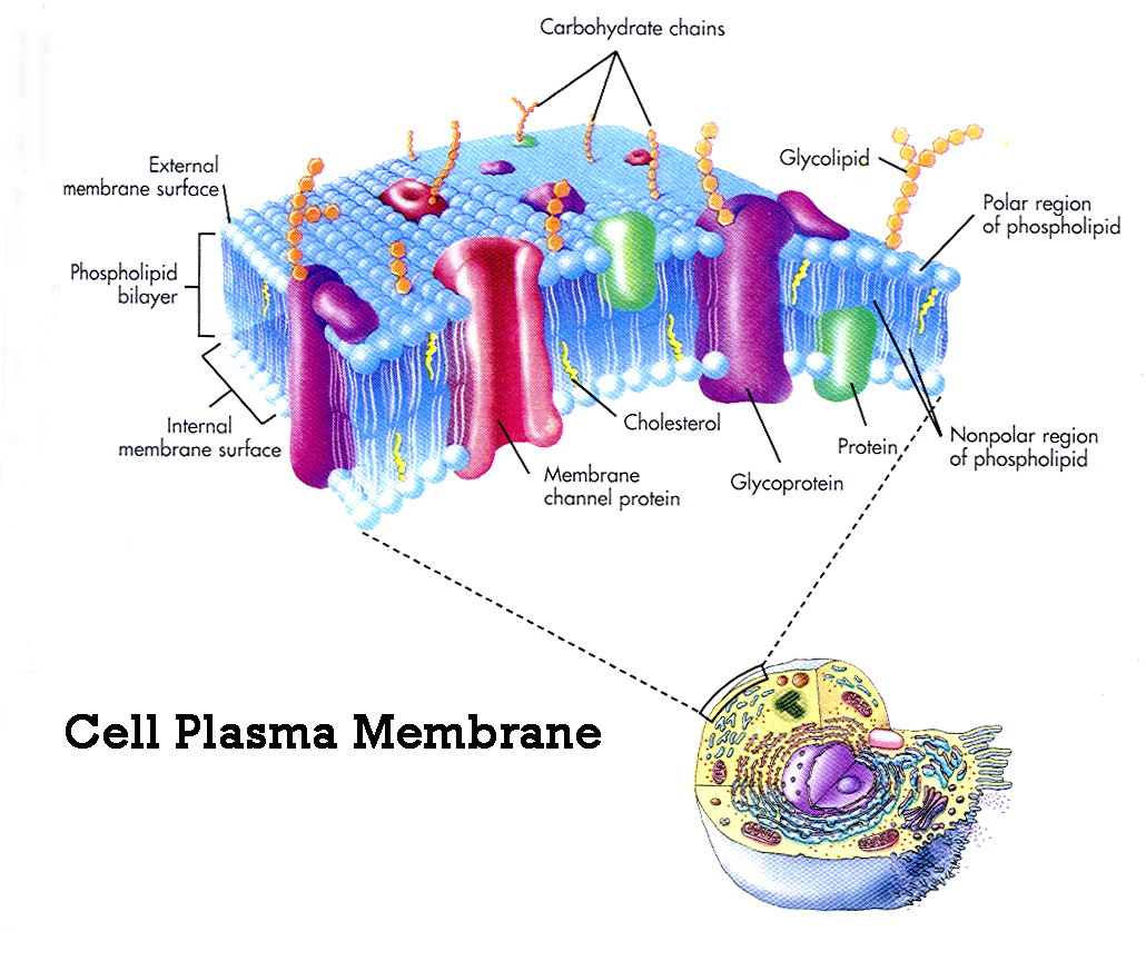 plasma-membrane-cell-function-pic-2-biological-science-picture