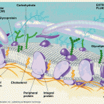 plasma membrane cell function pic 3 , 9 Pictures Of Plasma Membrane Cell Function In Cell Category