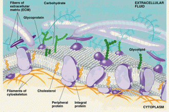Plasma Membrane Cell Function Pic 3 , 9 Pictures Of Plasma Membrane Cell Function In Cell Category