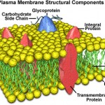 plasma membrane cell function pic 4 , 9 Pictures Of Plasma Membrane Cell Function In Cell Category