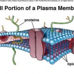 plasma membrane cell function pic 5 , 9 Pictures Of Plasma Membrane Cell Function In Cell Category