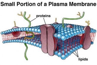 Plasma Membrane Cell Function Pic 5 , 9 Pictures Of Plasma Membrane Cell Function In Cell Category