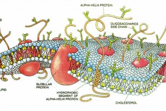 Plasma Membrane Cell Function Pic 7 , 9 Pictures Of Plasma Membrane Cell Function In Cell Category