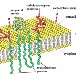 plasma membrane cell function pic 8 , 9 Pictures Of Plasma Membrane Cell Function In Cell Category