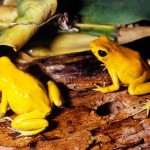 poison arrow frog , 5 Poison Dart Frog Facts In Amphibia Category