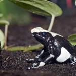 poison dart frog facts , 5 Poison Dart Frog Facts In Amphibia Category