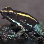 poison dart frog facts and pictures , 5 Poison Dart Frog Facts In Amphibia Category