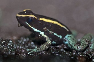 Poison Dart Frog Facts And Pictures , 5 Poison Dart Frog Facts In Amphibia Category