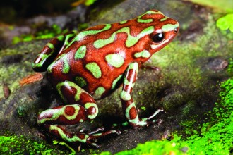 Poison Dart Frog Facts For Kids , 5 Poison Dart Frog Facts In Amphibia Category