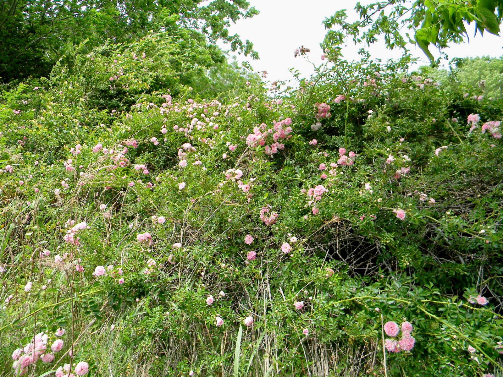 Pruning wild roses bushes, Bethesda MD