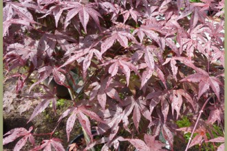 Purple Leaf Japanese Maple , 7 Maple Leaf Lawn Care In Plants Category