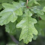 quercus robur leaf , 6 Oak Tree Leaves In Plants Category