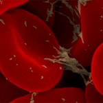 red blood cells definition , 7 Pictures Of Red Blood Cells In Cell Category