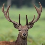 red deer portrait , 5 Red Deer Antler Velvet Photos In Mammalia Category
