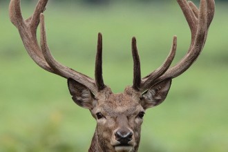 red deer portrait in Cell