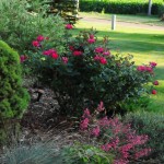 red wild roses , 8 Pruning Wild Roses In Plants Category